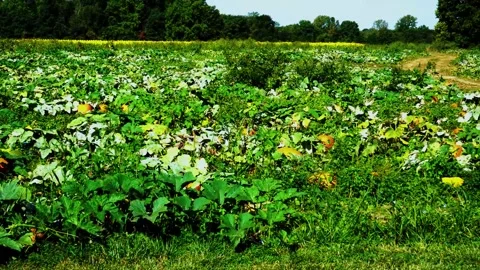 Walking through a Pumpkin Patch during a bright fall day. Video stock 160636535
