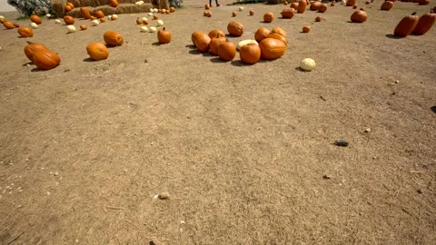 Walking through a pumpkin patch farm 스톡 동영상 163678426
