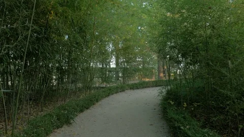 Walking through a quiet bamboo forest Stock Footage 85464649