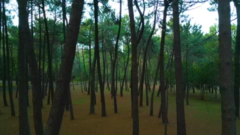 Walking through a quiet forest in Corme, Spain Video stock 253487281