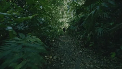 Walking through a rainforest trail with steadycam gimbal Stock Footage 72266488