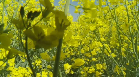 Walking through rape field high Stock Footage 115857