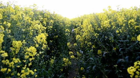 Walking Through Rapeseed Field with Dog 3 of 3 Stock Footage 50026114