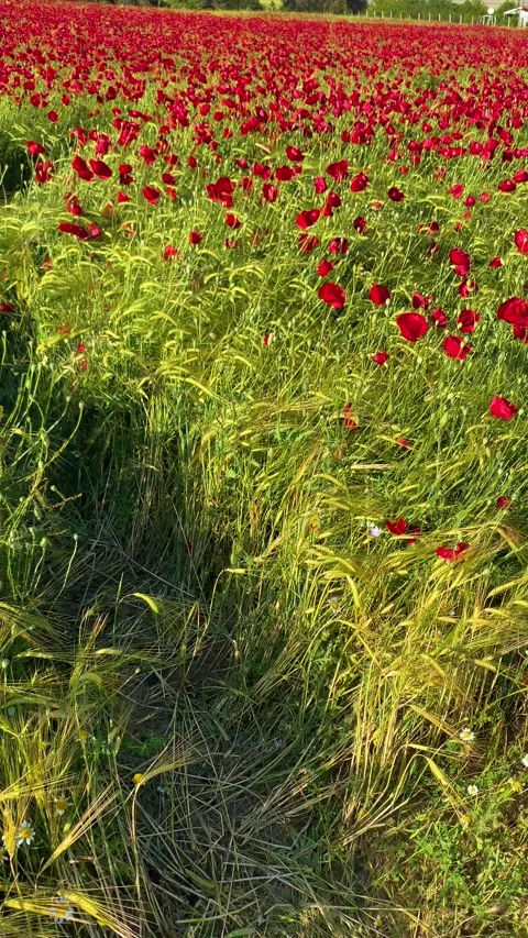 Walking Through a Red Poppy Field with Feet and Flowers in Sunny Spring Light Stock Footage 342706501