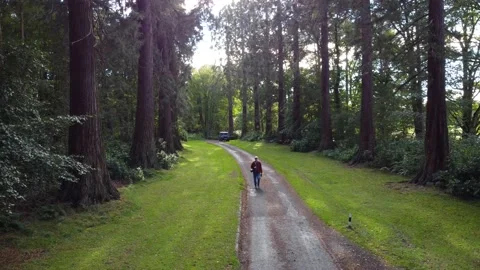 Walking through the red woods 4k Video stock 167855011
