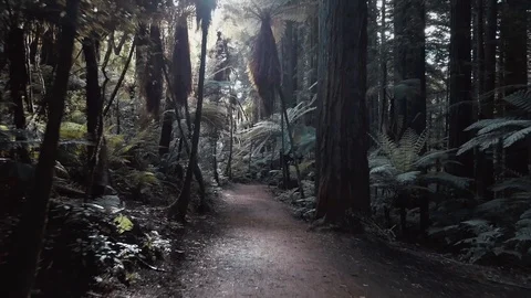 Walking through Redwood Forest Stock Footage 94584699