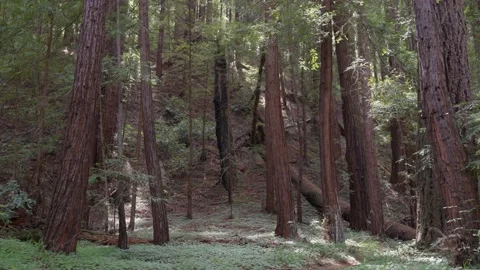 Walking through the redwood trees Stock Footage 155256560
