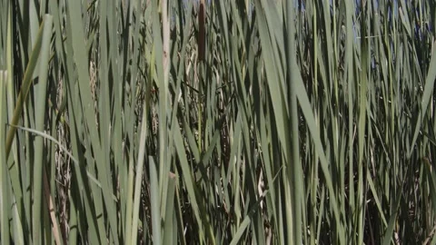 Walking Through Reeds Stock Footage 200799702