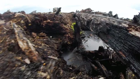 Walking through the remains of a forest fire with charred wood debris around Stock Footage 165473278