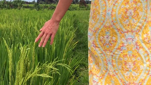 Walking through the rice field and stroking the green grass in Bali Stock-Footage 119557225