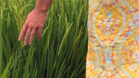 Walking through the rice field and stroking the green grass in Bali Stock Footage 119557363