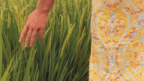 Walking through the rice field and stroking the green grass in Bali 動画素材 119557490