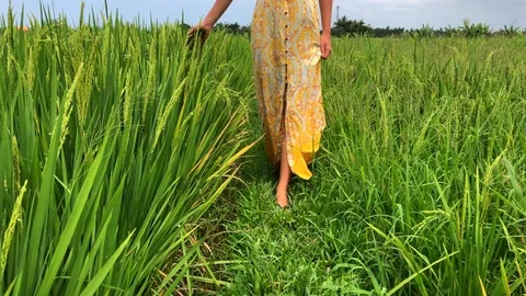 Walking through the rice field and stroking the green grass in Bali Stock-Footage 119557909