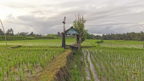 Walking through a rice paddy toward a hut in bali Stock Footage 328925952