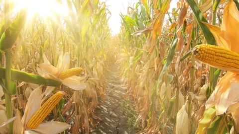 Walking through a ripe corn field Stock Footage 136521378