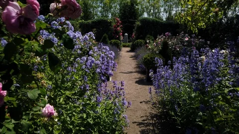 Walking through a rose garden Stock Footage 112231298