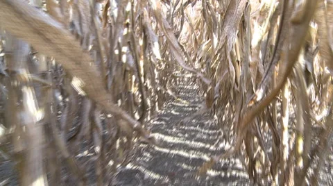 Walking through rows of corn Stock Footage 5162793
