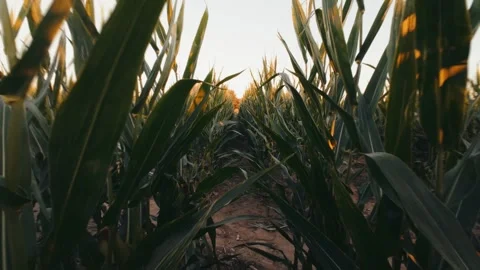 Walking through rows of corn at sunset Stock Footage 289338863