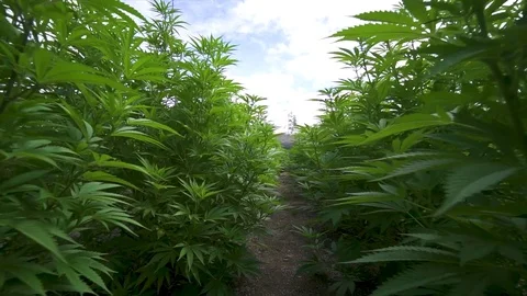Walking through Rows of Marijuana Plants Cannabis Stock Footage