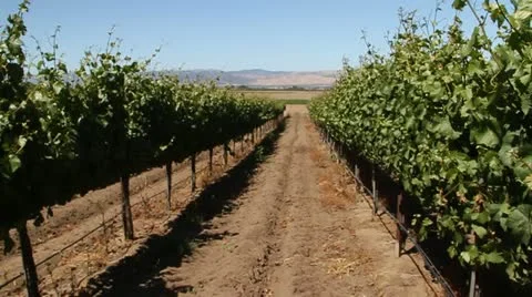 Walking through rows of wine grapes Stock Footage 21552422