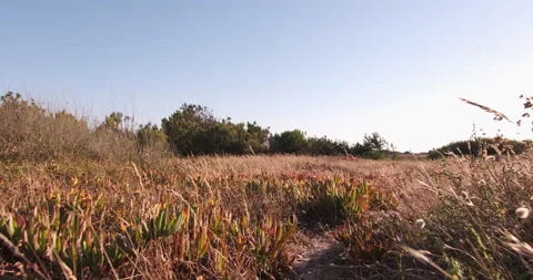 Walking through sand dunes at beach in summer in Portugal through dry grass Stock Footage 135419011