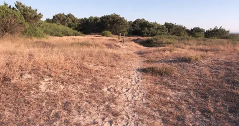 Walking through sand dunes with dry grasses at beach. First person POV. Stock Footage 135421035
