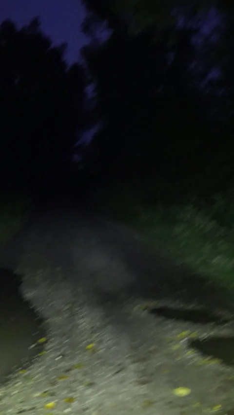 Walking Through a Scary Forest at Night Vertical Video Video stock 207098350