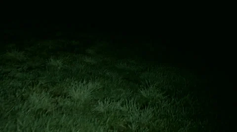 grassy field at night