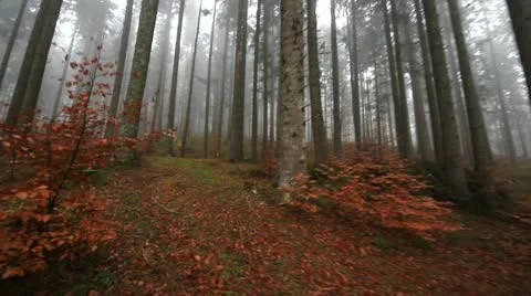Walking through the scary woods Stock Footage 12786643