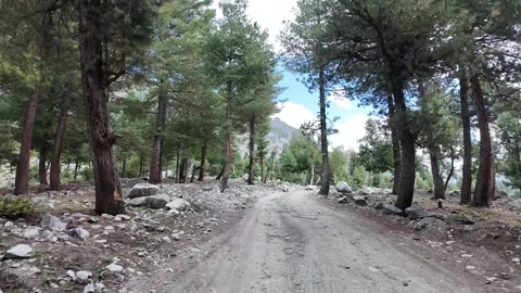 Walking Through a Slow Motion Pathway Breathtaking Spruce Forest, Tree Trunk Stock Footage 288002550