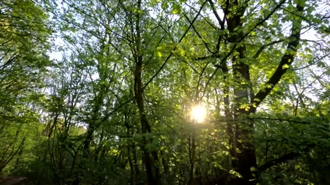 Walking through a small forest during sunrise Stock Footage 152977732