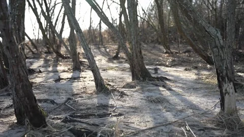 Walking through small trees in the sand. sunny day Stock Footage 276726320