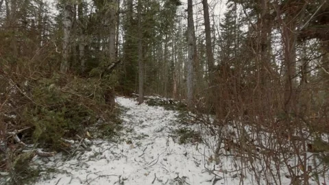 Walking through snow covered forest Stock Footage 275291364