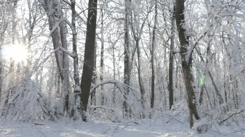 Walking through the snow covered trees in a winter forest Stock Footage 59564396