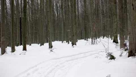 Walking Through the Snow Covered Trees in a Winter Forest. Pov. Stock Footage 71793975