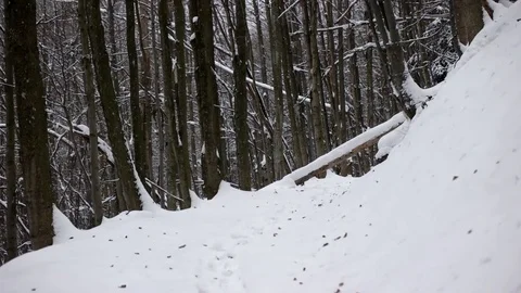 Walking Through the Snow Covered Trees in a Winter Forest. Pov. 動画素材 71794389
