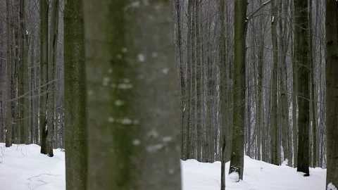 Walking Through the Snow Covered Trees in a Winter Forest. Pov. Video stock 71794710
