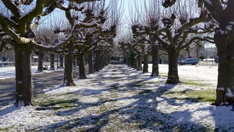 Walking through snow covered trees in winter on sunny day Stock Footage 262221313