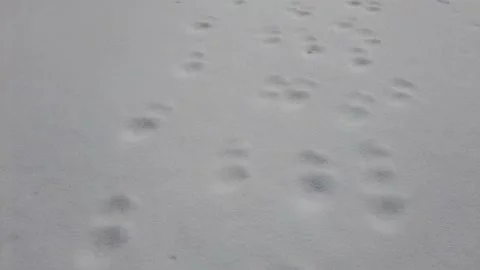 Walking through the snow Stock Footage 167571138