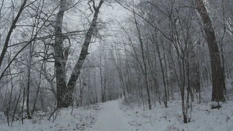 Walking Through Snowed Forest Stock Footage 123170523