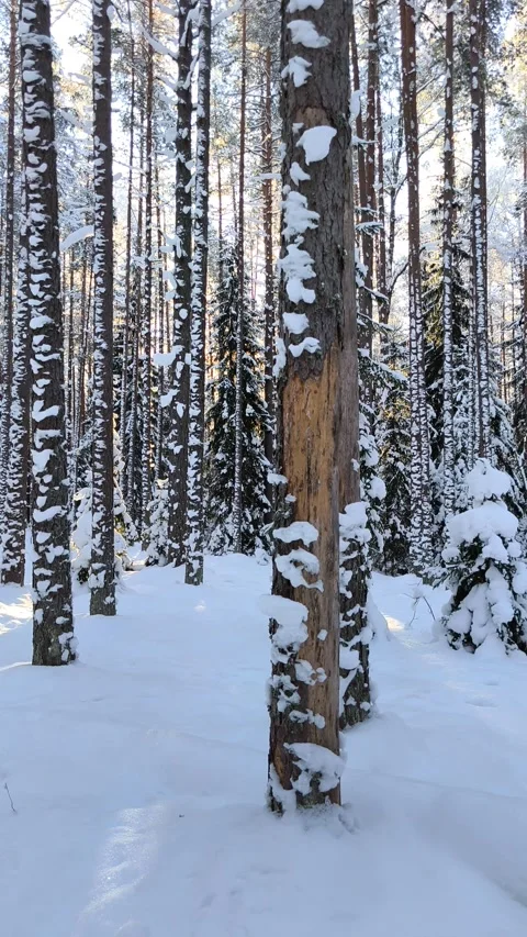 Walking through snowy pine forest with sun peeking between trees. Bright gold Stock Footage 328919353