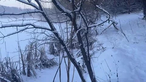 Walking through a snowy winter forest Stock Footage 329319489
