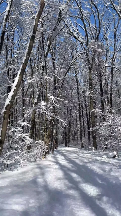 Walking through a snowy winter forest Stock Footage 330543068