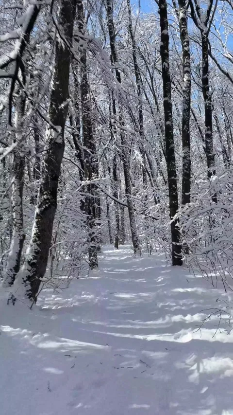 Walking through a snowy winter forest 動画素材 330543069