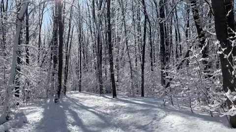 Walking through a snowy winter forest Stock Footage 330543073