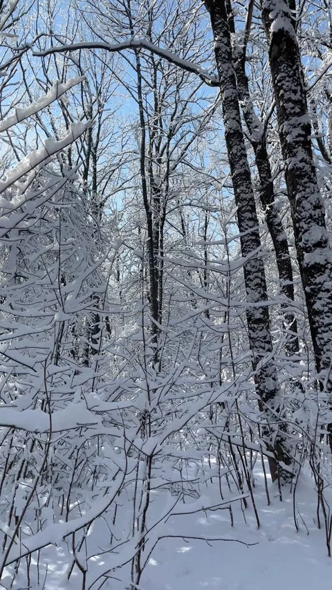 Walking through a snowy winter forest Stock Footage 330543074