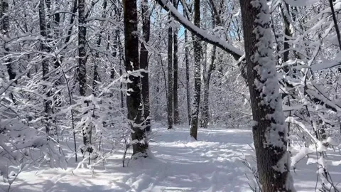 Walking through a snowy winter forest 動画素材 330543075