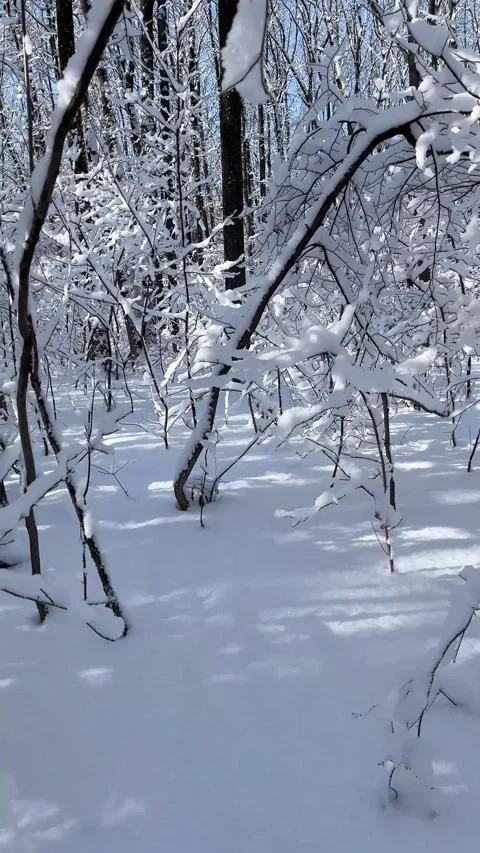 Walking through a snowy winter forest Stock-Footage 330543080