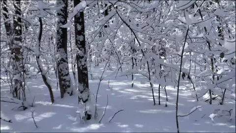 Walking through a snowy winter forest Stock Footage 330543081