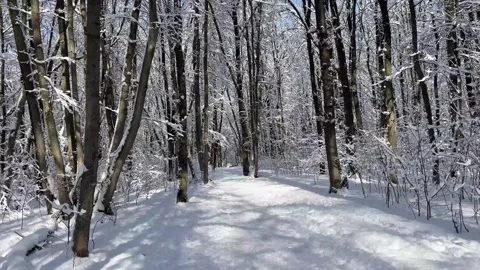 Walking through a snowy winter forest Stock Footage 330543089